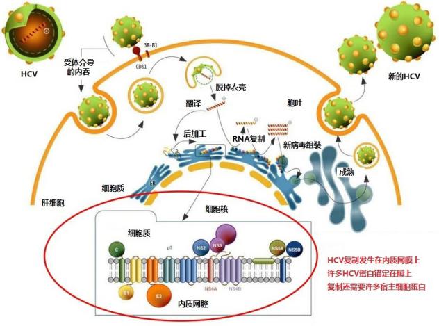 高考生物热点之2020年诺贝尔奖考点分析和整理