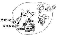 高考生物热点之2020年诺贝尔奖考点分析和整理